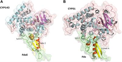 Structural insights into 3Fe–4S ferredoxins diversity in M. tuberculosis highlighted by a first redox complex with P450